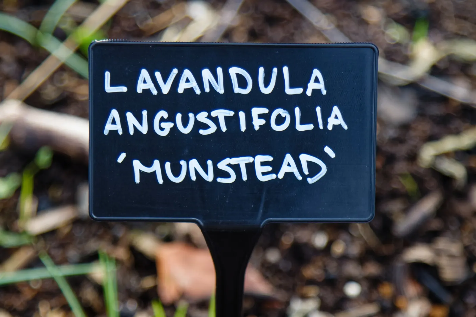 Munstead Dwarf Lavender (Lavandula Angustifolia 'Munstead') — Its fragrant, purple flowers bloom in late spring to early summer, attracting pollinators