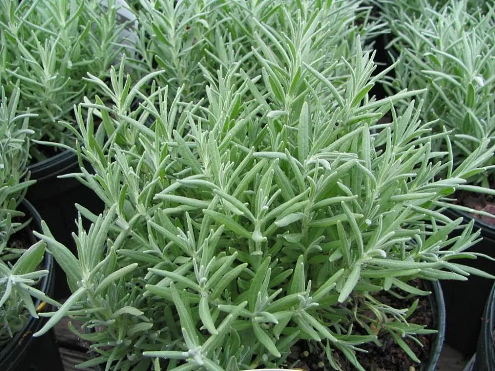 Munstead Dwarf Lavender (Lavandula Angustifolia 'Munstead') — and versatility in landscape design