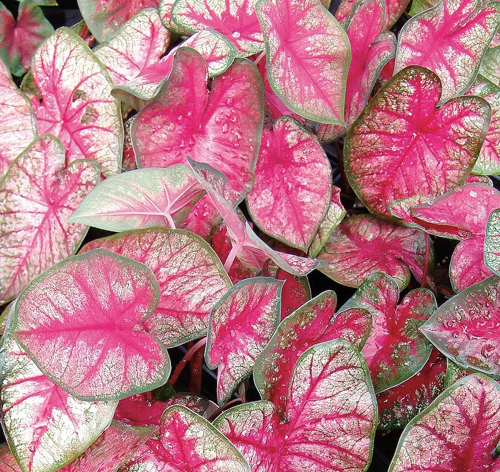 Radiance Sun or Shade Caladium (Caladium hortulanum) — is a luminous foliage annual from Proven Winners® that brings painterly color to warm-season plantings