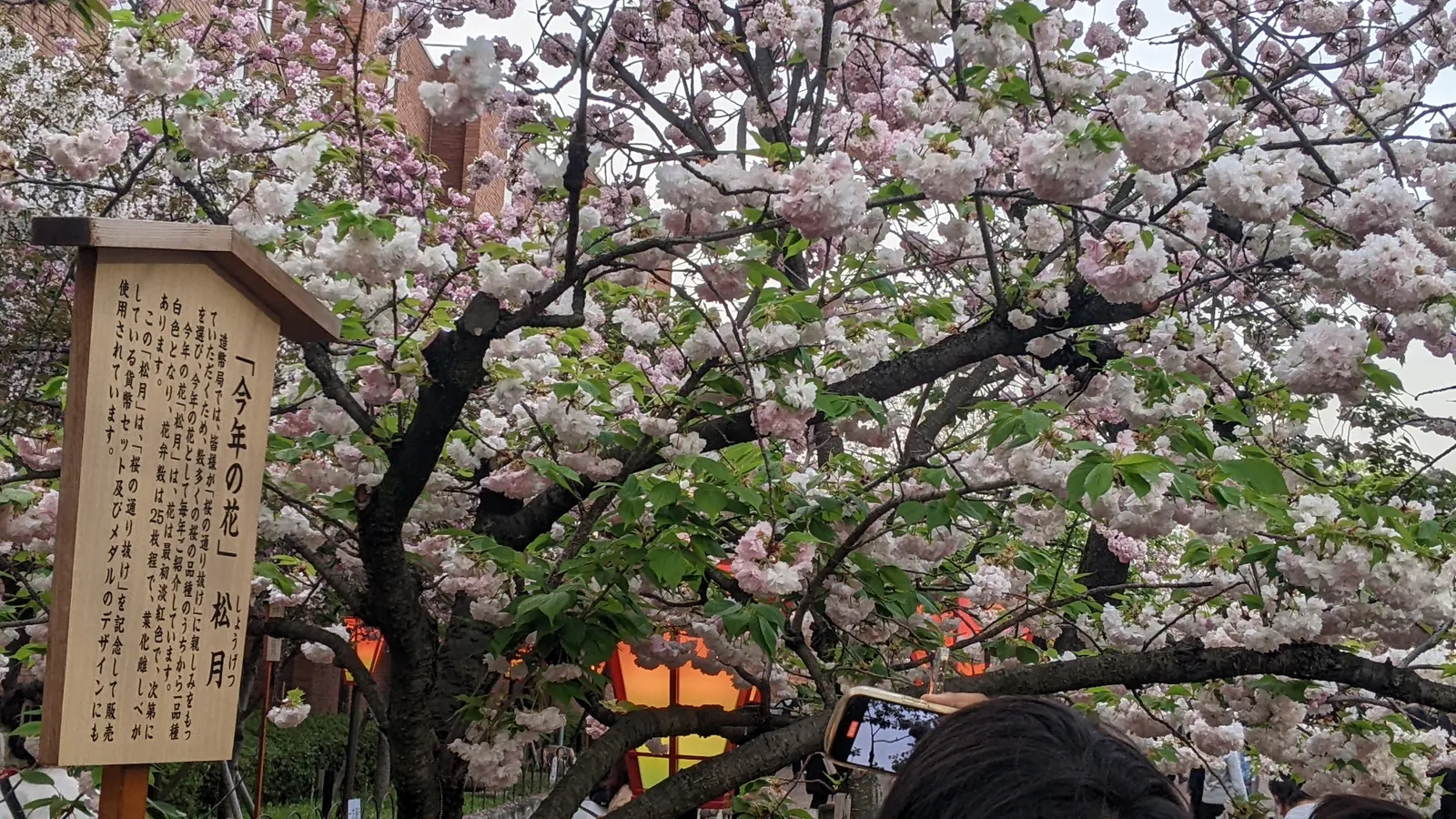 Sakura Japanese Cherry (Prunus Shimidsu 'Sakura') — which may vary in hues from pale to deep pink