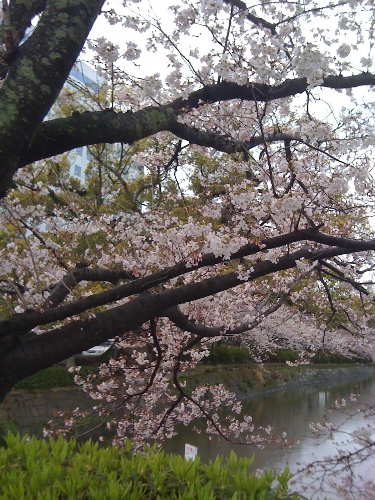 Sakura Japanese Cherry (Prunus Shimidsu 'Sakura') — this cherry variety is relatively hardy but requires maintenance to prevent common diseases