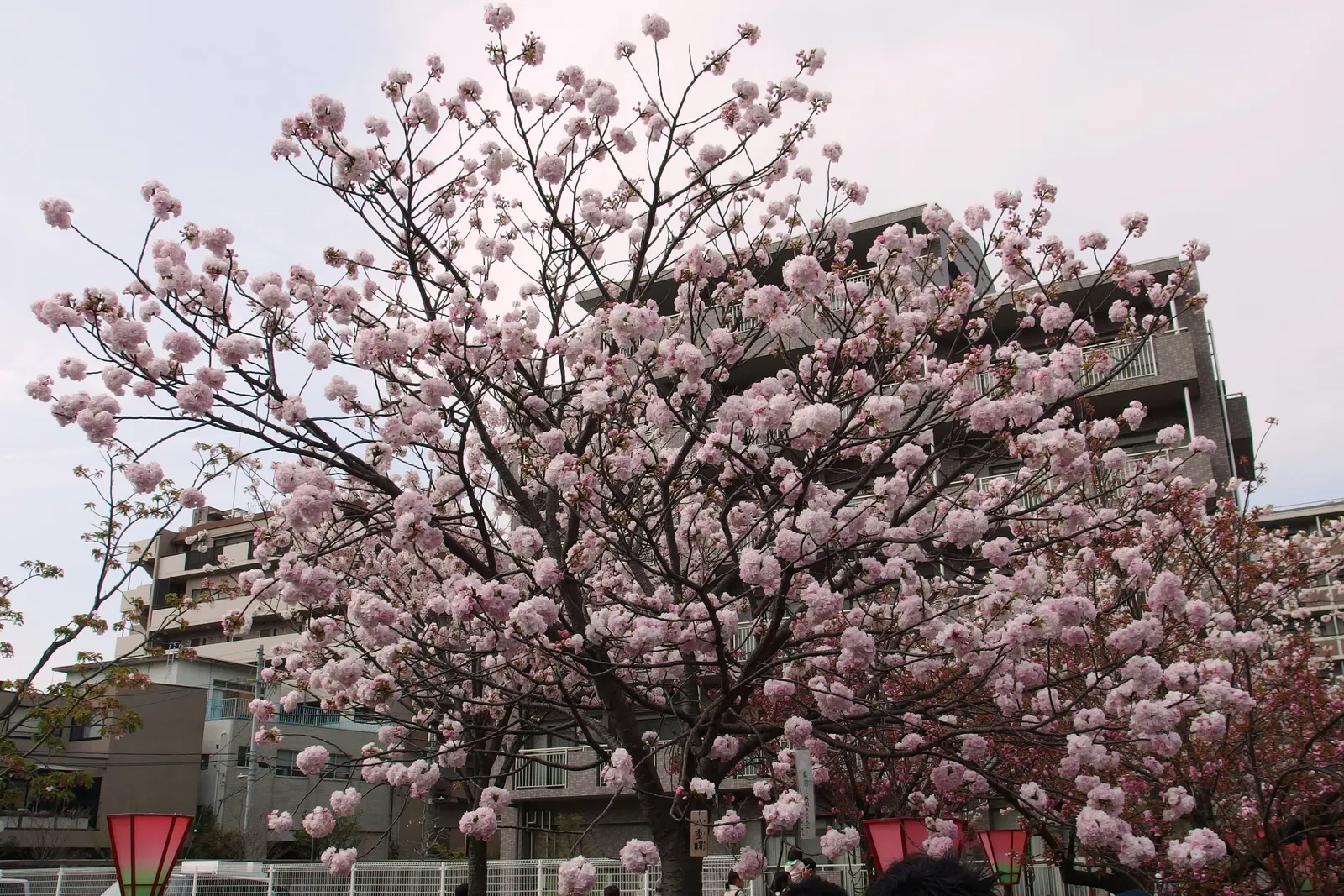 Sakura Japanese Cherry (Prunus Shimidsu 'Sakura') — creating a dramatic floral display.<br><br>Foliage emerges bronze-red