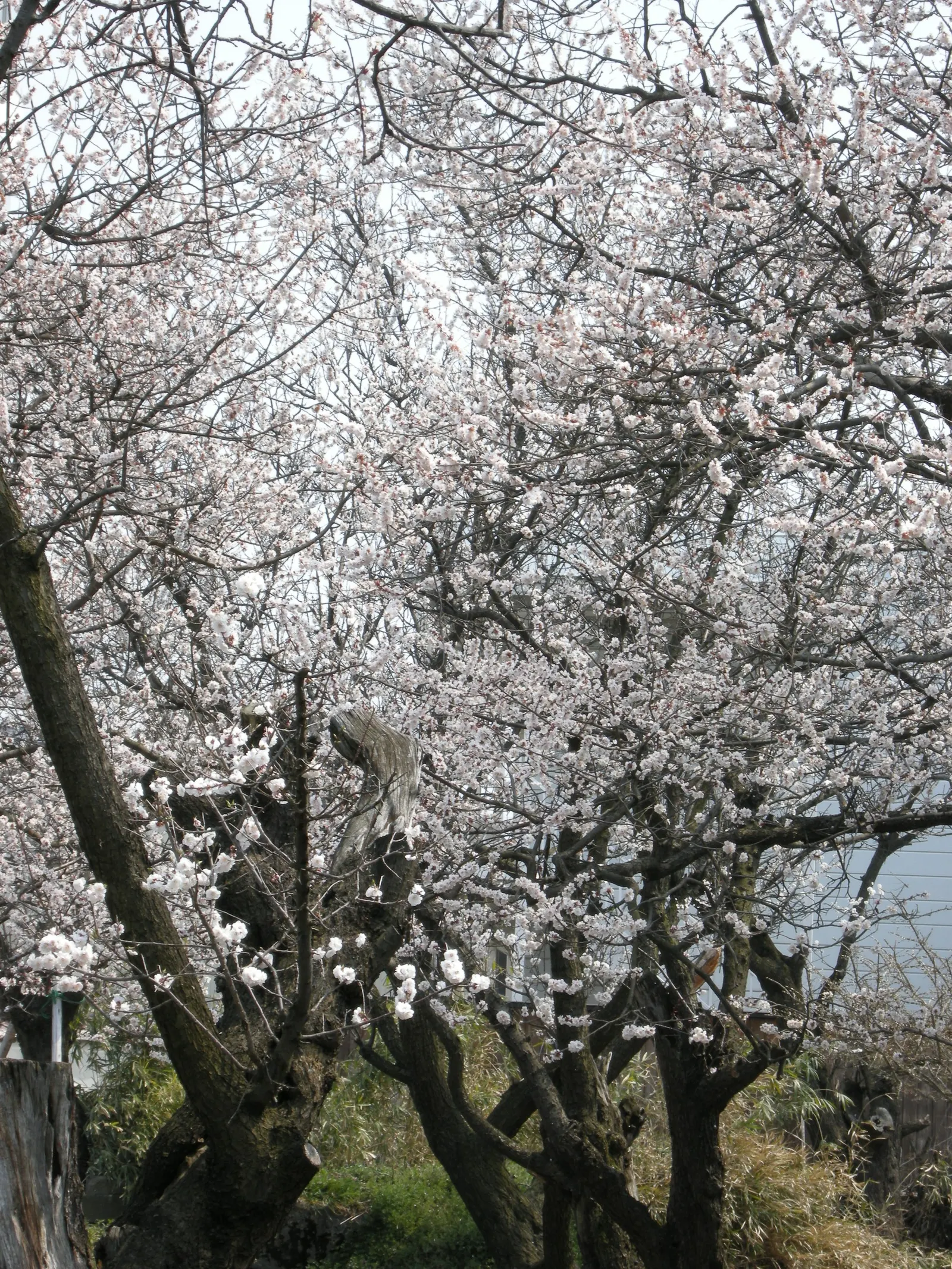 Sakura Japanese Cherry (Prunus Shimidsu 'Sakura') — pink and white flowers in the garden