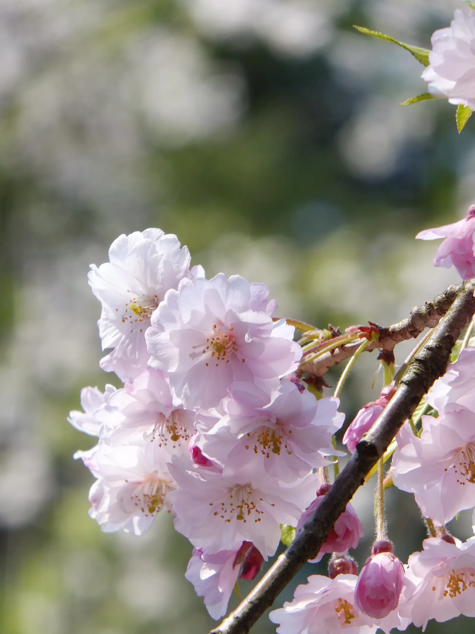 Sakura Japanese Cherry (Prunus Shimidsu 'Sakura') — making Sakura a tree with multi-seasonal interest