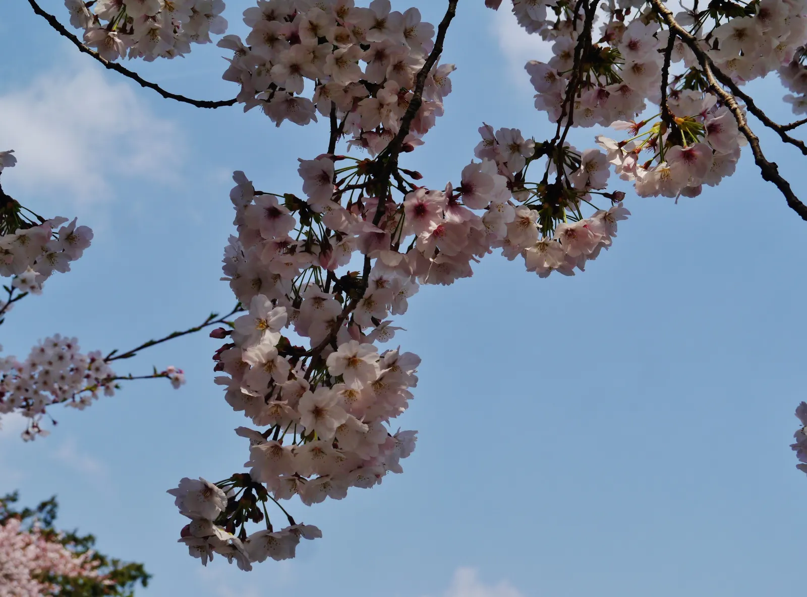 Sakura Japanese Cherry (Prunus Shimidsu 'Sakura') — and transitions to vibrant yellow