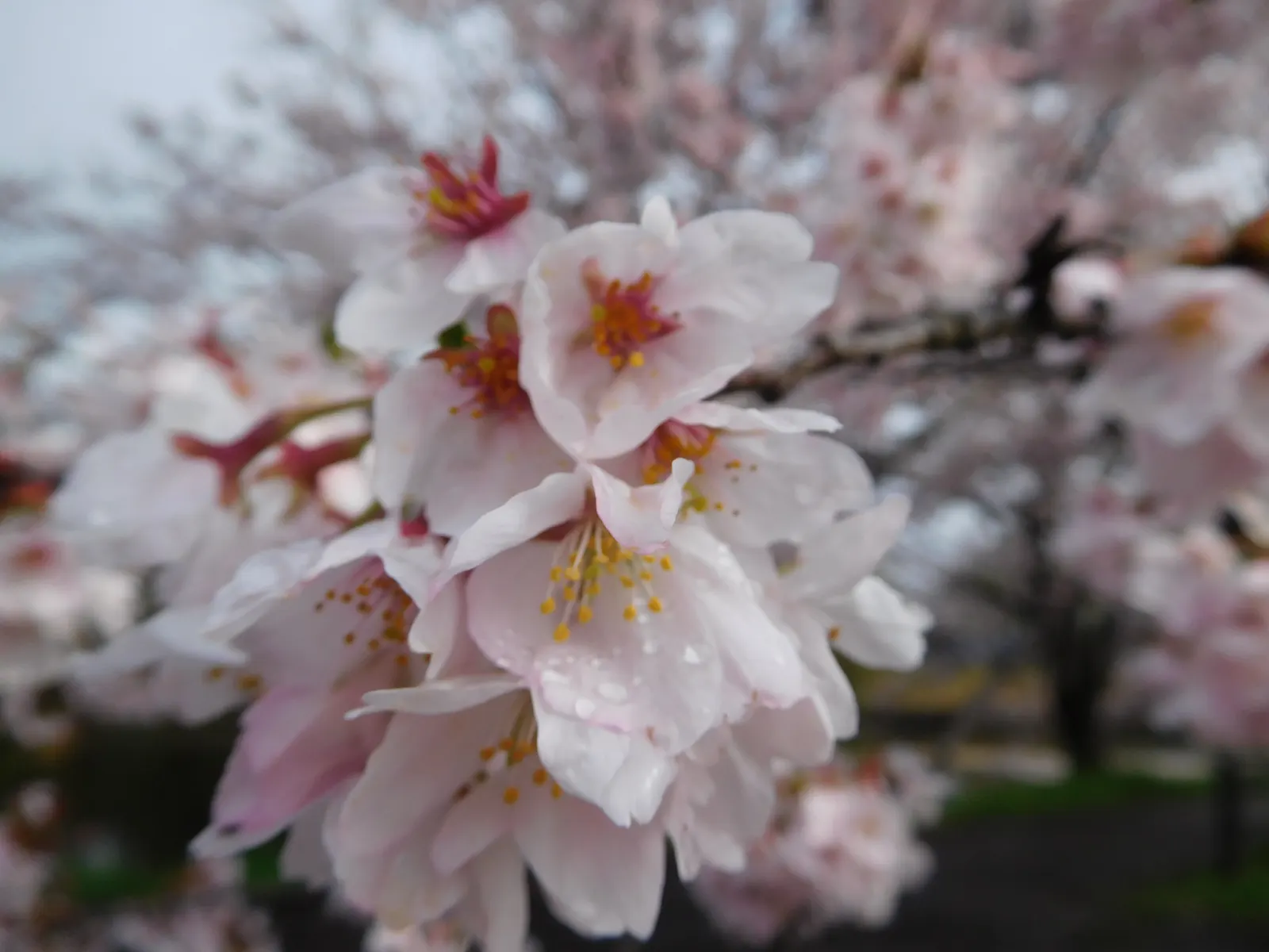 Sakura Japanese Cherry (Prunus Shimidsu 'Sakura') — tree with pink and white blooms