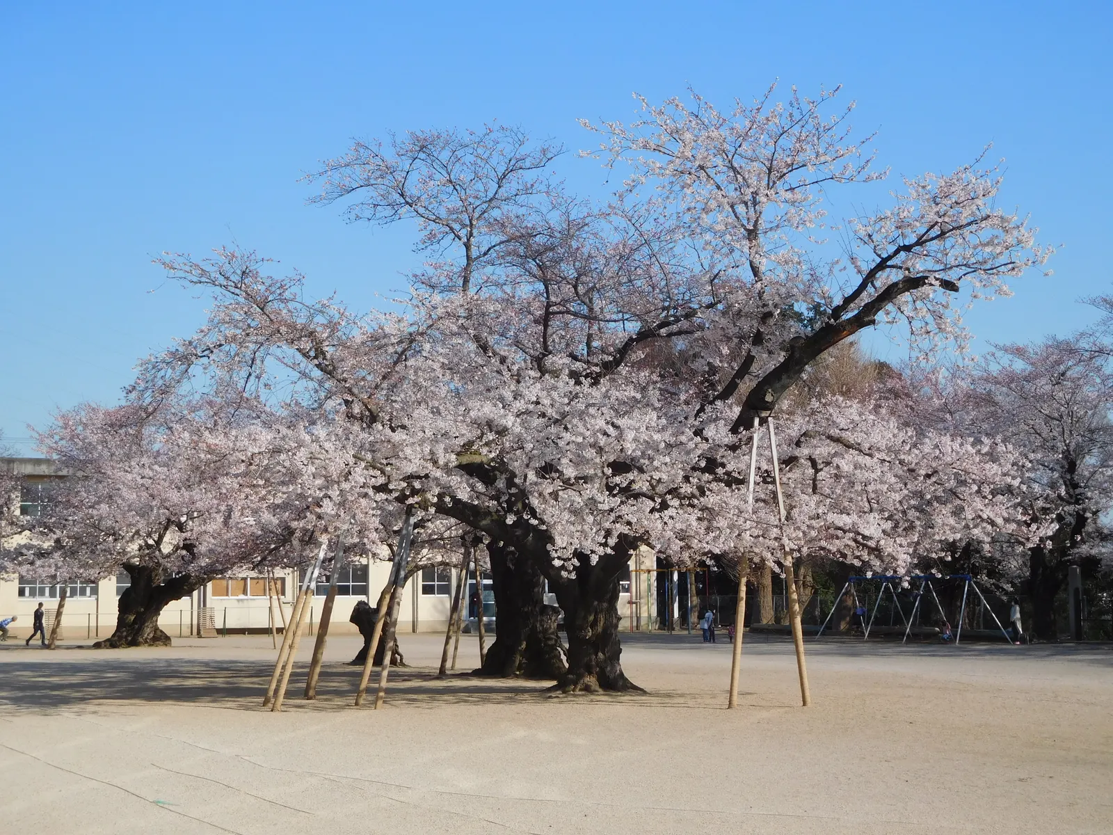 Sakura Japanese Cherry (Prunus Shimidsu 'Sakura') — is an ornamental tree that serves as a keystone species in many landscape designs
