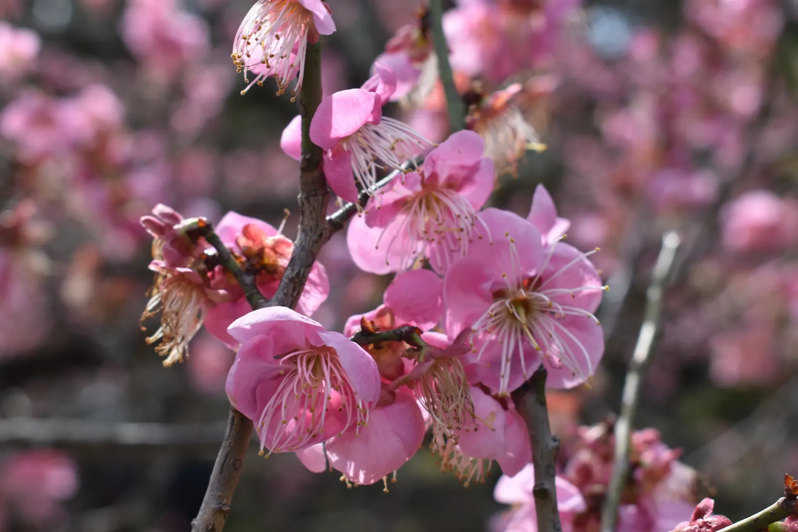 Sakura Japanese Cherry (Prunus Shimidsu 'Sakura') — tree for full