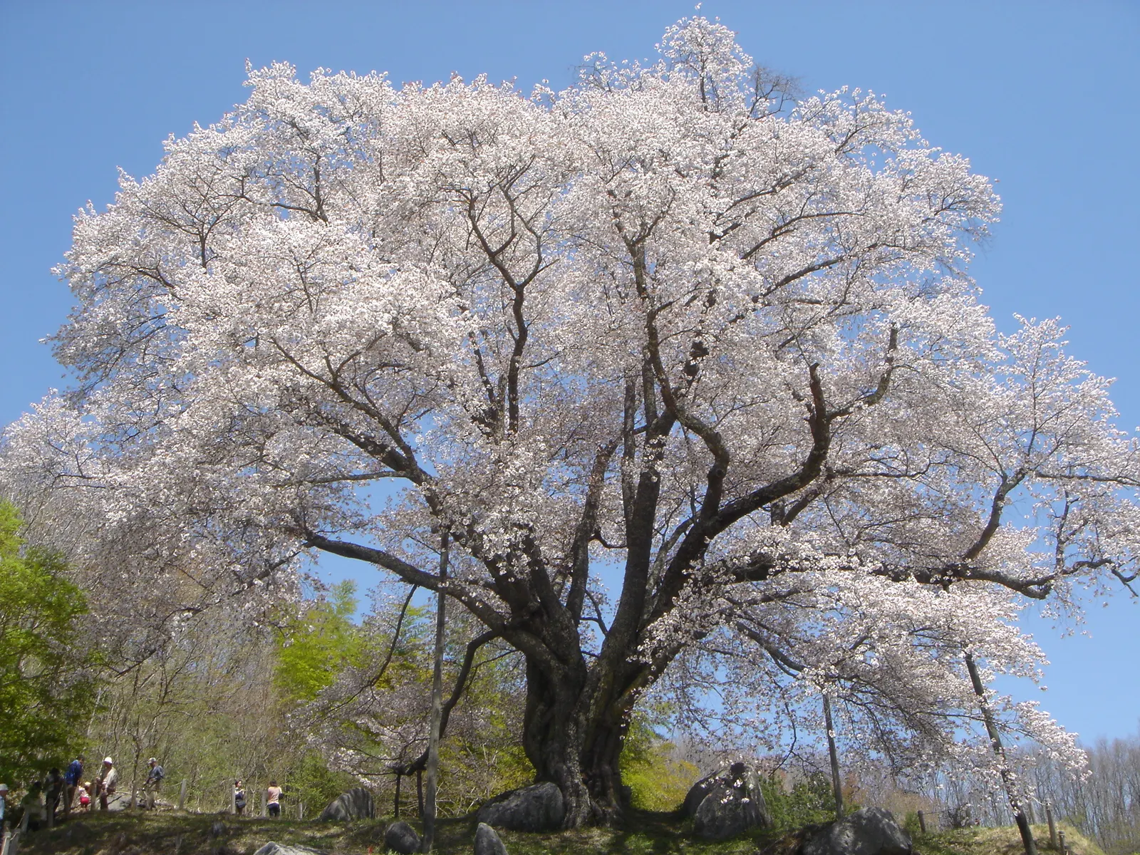 Sakura Japanese Cherry (Prunus Shimidsu 'Sakura') — which may vary in hues from pale to deep pink; is an ornamental tree that serves as a keystone species in