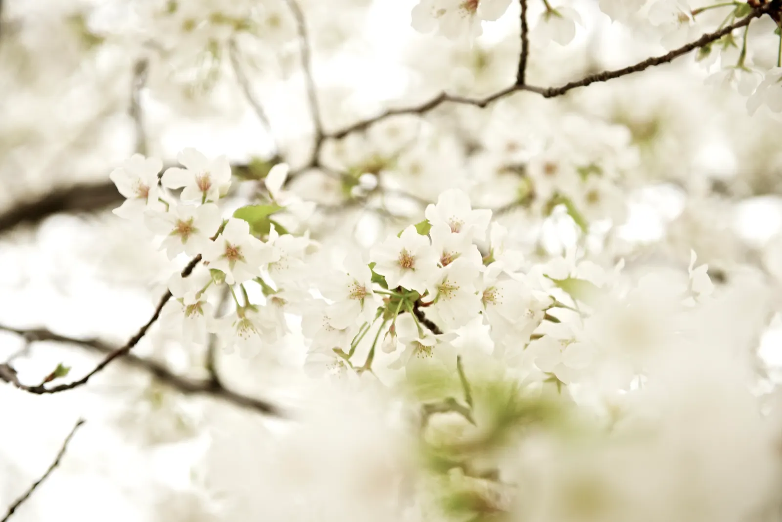 Sakura Japanese Cherry (Prunus Shimidsu 'Sakura') — is a deciduous tree reaching up to 25 feet tall with a spread of 20 feet