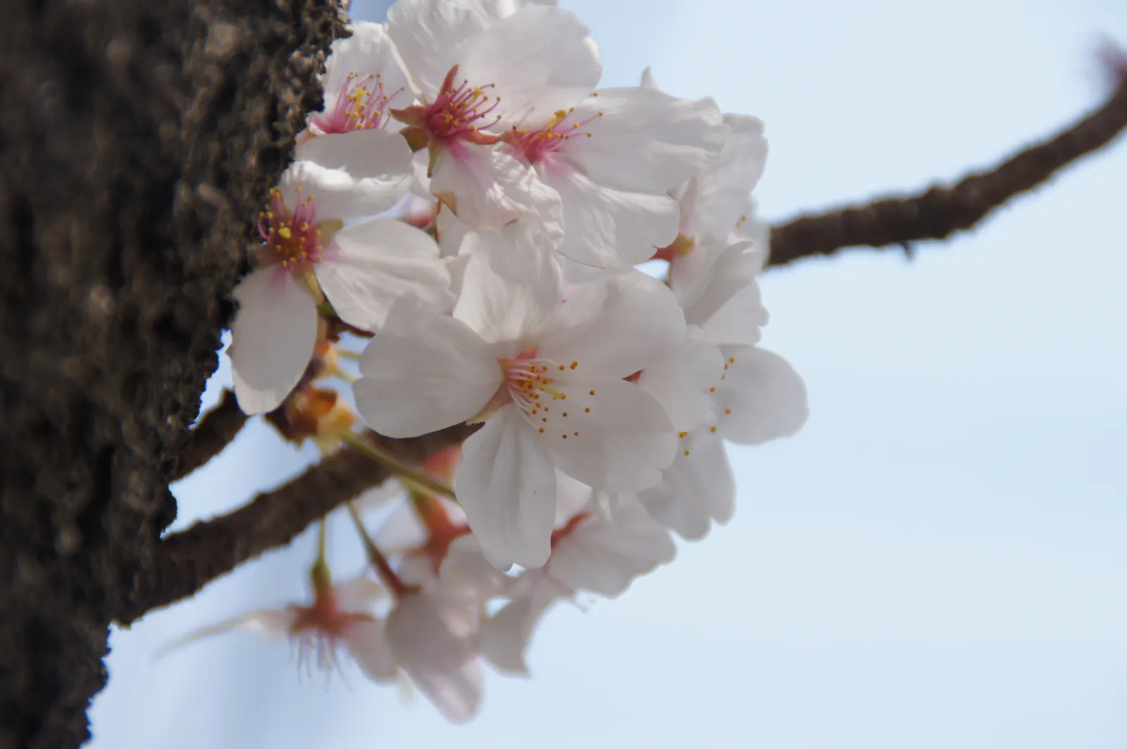 Sakura Japanese Cherry (Prunus Shimidsu 'Sakura') — The blossoms are roughly 1 inch in diameter and can completely envelop the branches