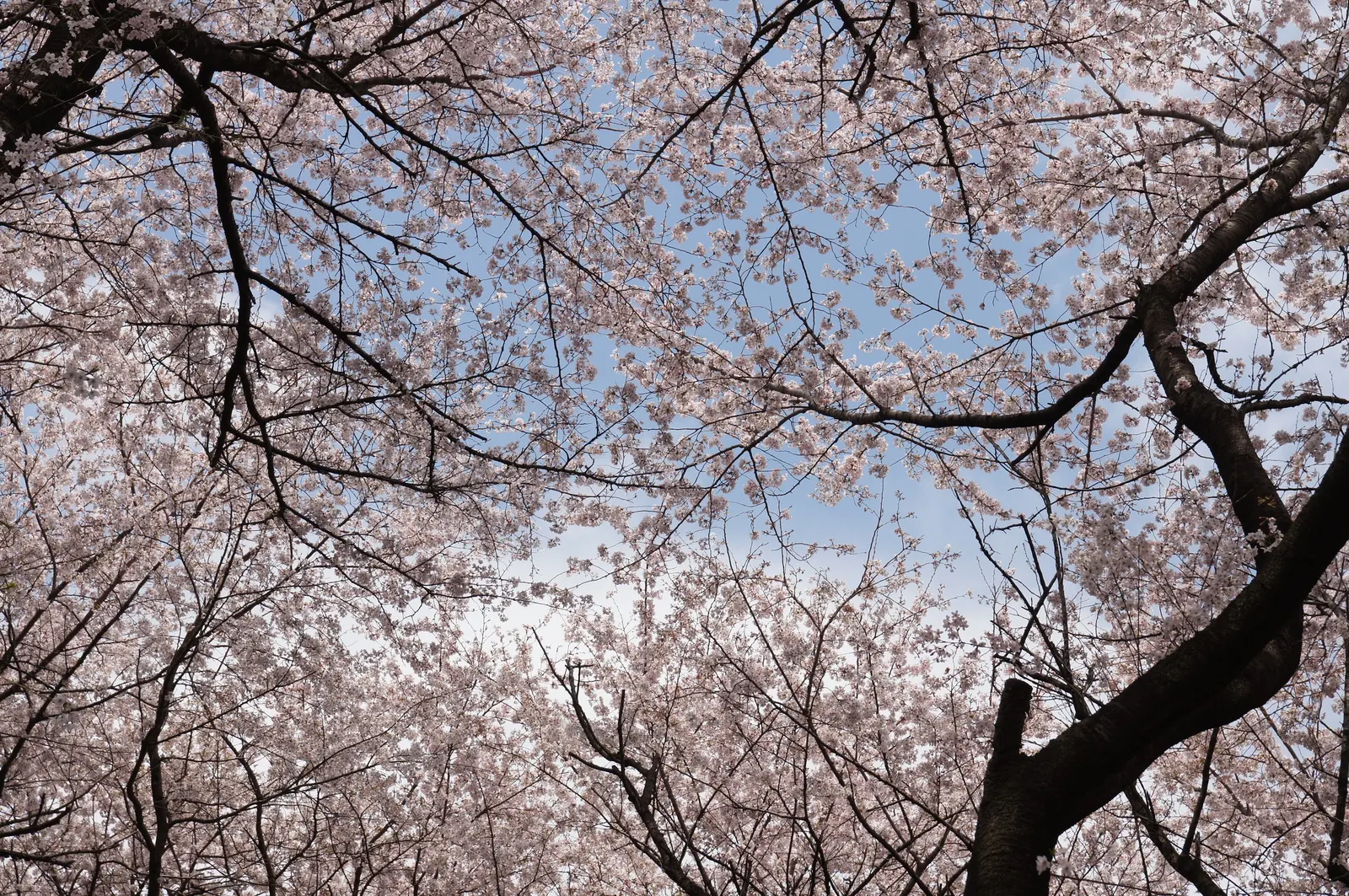 Sakura Japanese Cherry (Prunus Shimidsu 'Sakura') — and transitions to vibrant yellow; this tree will be an enduring feature