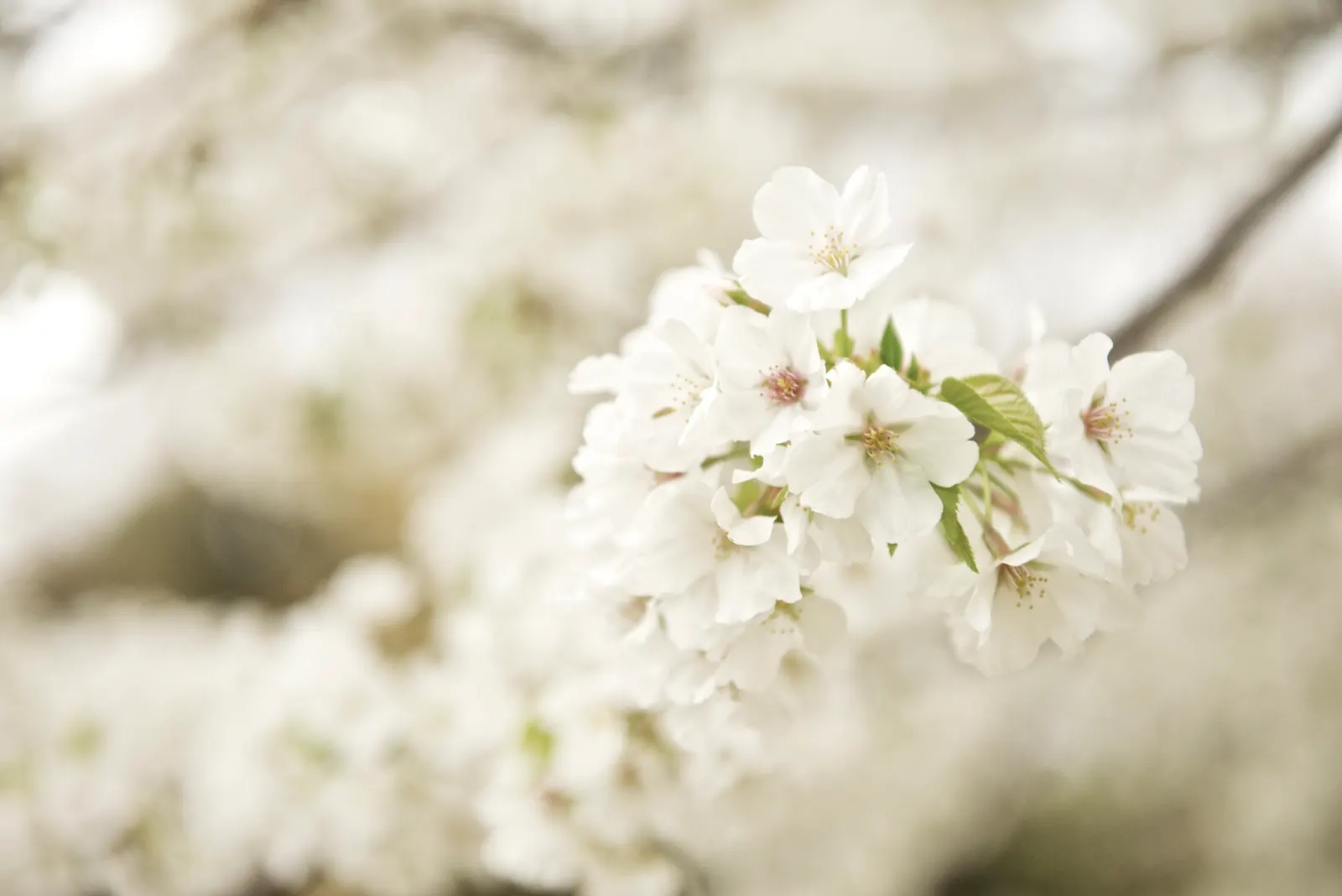 Sakura Japanese Cherry (Prunus Shimidsu 'Sakura') — creating a dramatic floral display.<br><br>Foliage emerges bronze-red; this cherry variety is relatively