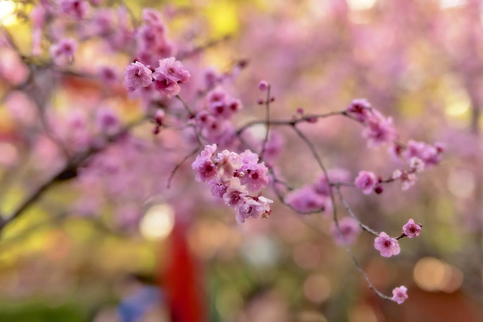 Sakura Japanese Cherry (Prunus Shimidsu 'Sakura') — pink and white flowers in the garden; ideal for temperate zones