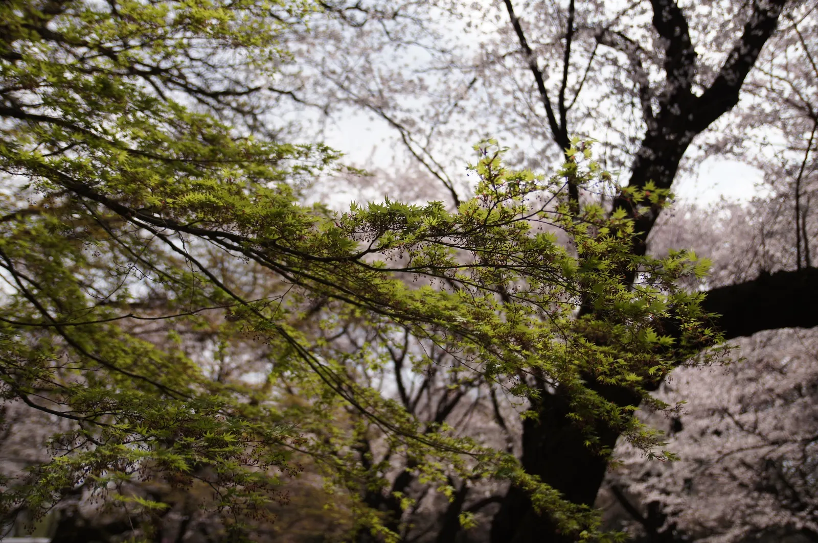 Sakura Japanese Cherry (Prunus Shimidsu 'Sakura') — flowering before the emergence of leaves; then matures to a dark green in summer
