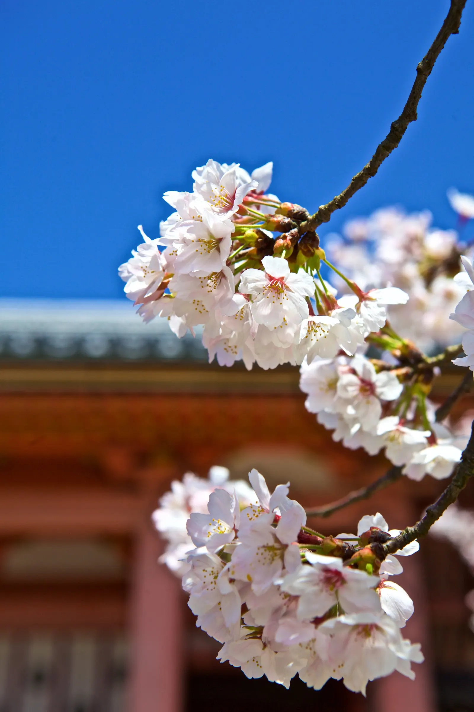Sakura Japanese Cherry (Prunus Shimidsu 'Sakura') — Preferring full sun and moist, well-drained soil, it presents a stunning focal point