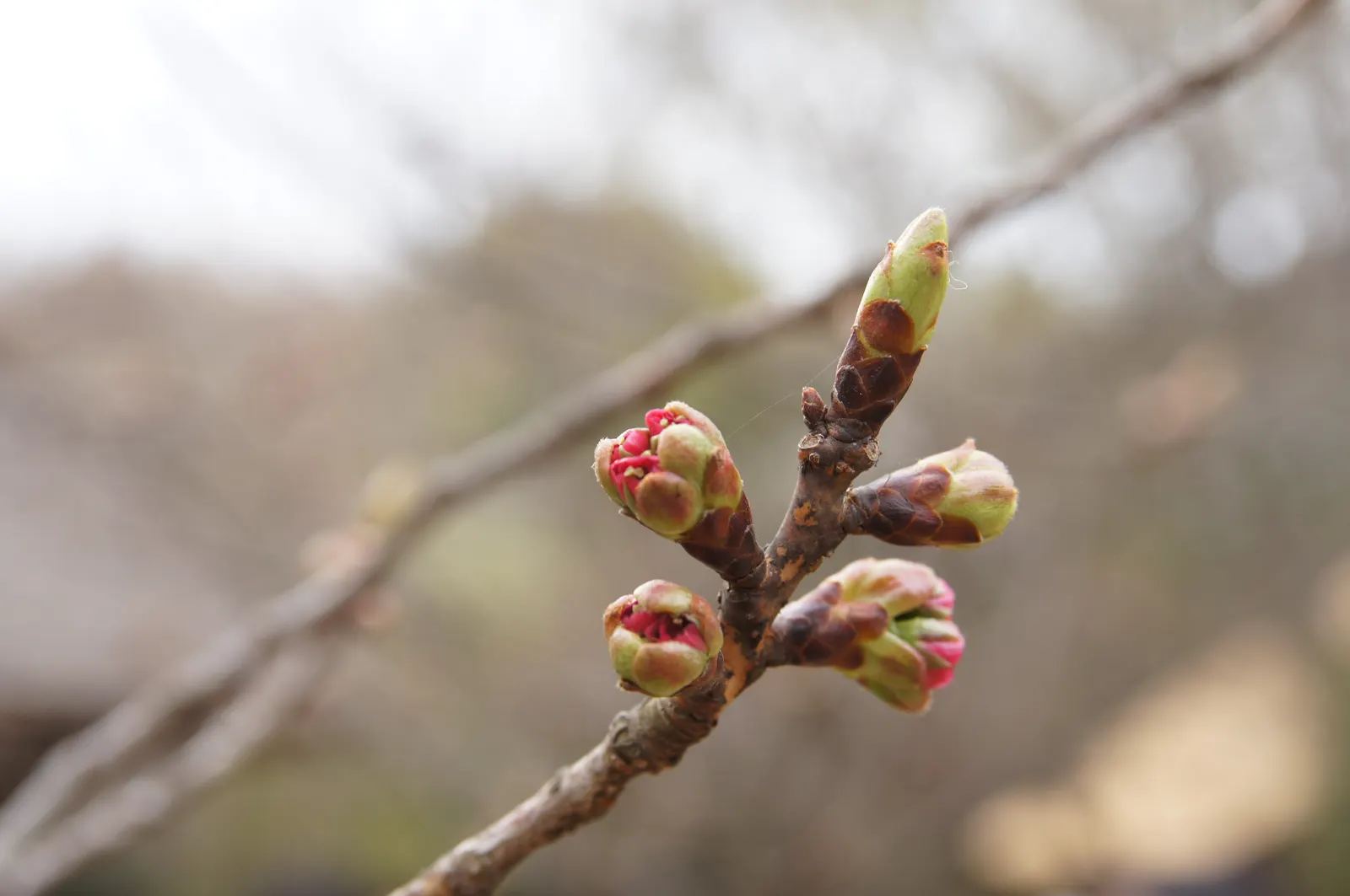 Sakura Japanese Cherry (Prunus Shimidsu 'Sakura') — Regular watering during dry periods, mulching, and annual pruning to maintain shape and health, image 43