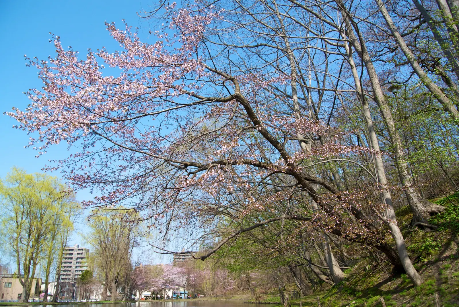 Sakura Japanese Cherry (Prunus Shimidsu 'Sakura') — this tree will be an enduring feature