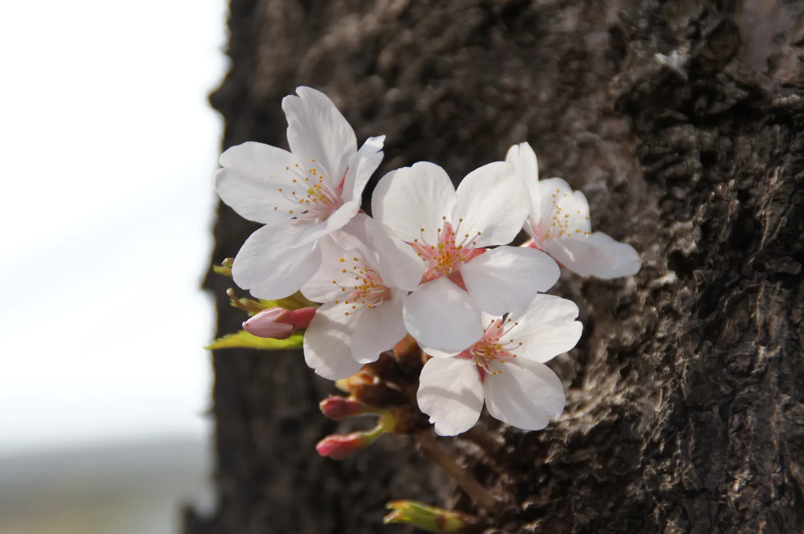 Sakura Japanese Cherry (Prunus Shimidsu 'Sakura') — providing a stunning visual and immersive sensory experience in any landscape