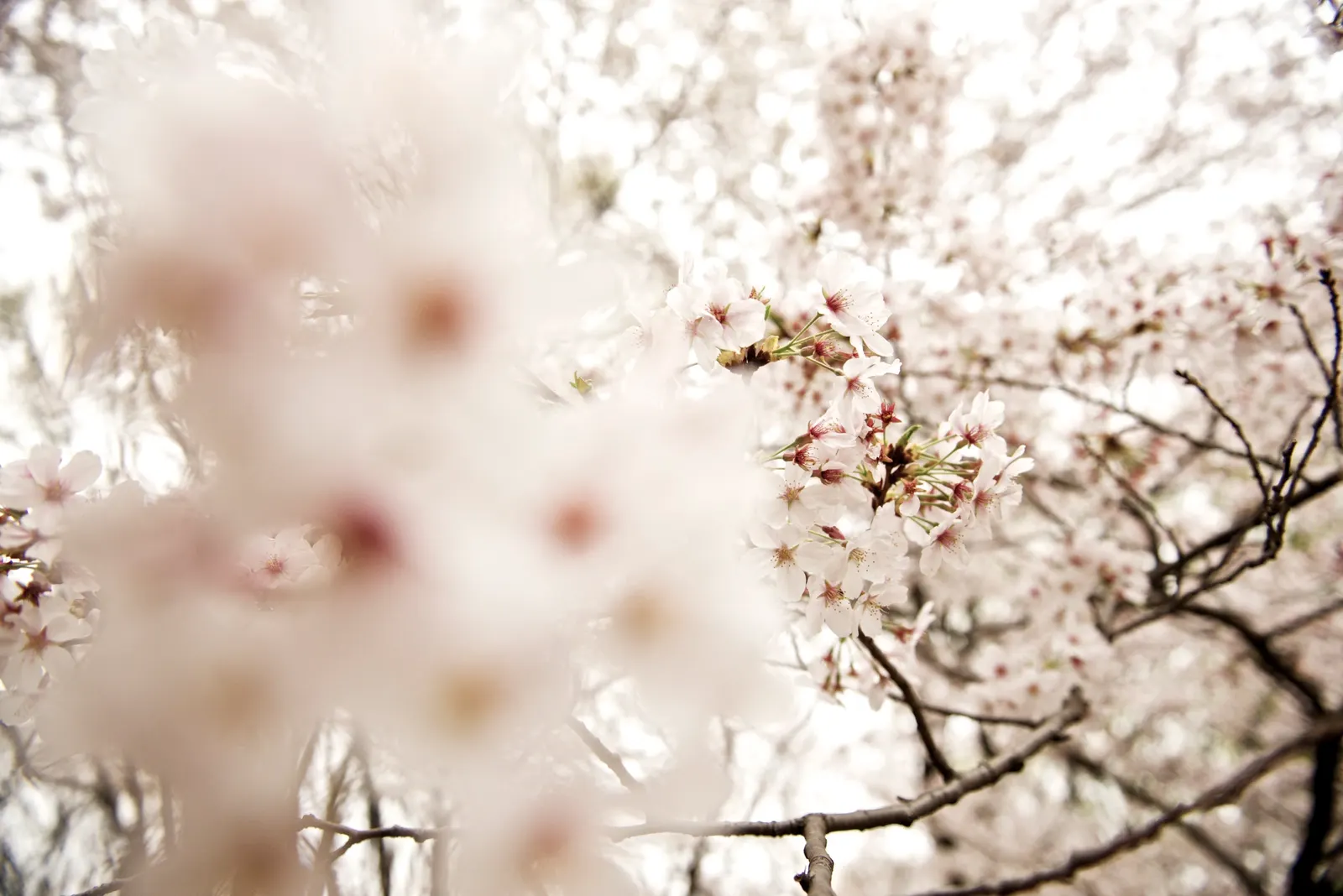 Sakura Japanese Cherry (Prunus Shimidsu 'Sakura') — providing a stunning visual and immersive sensory experience in any landscape; tree for full