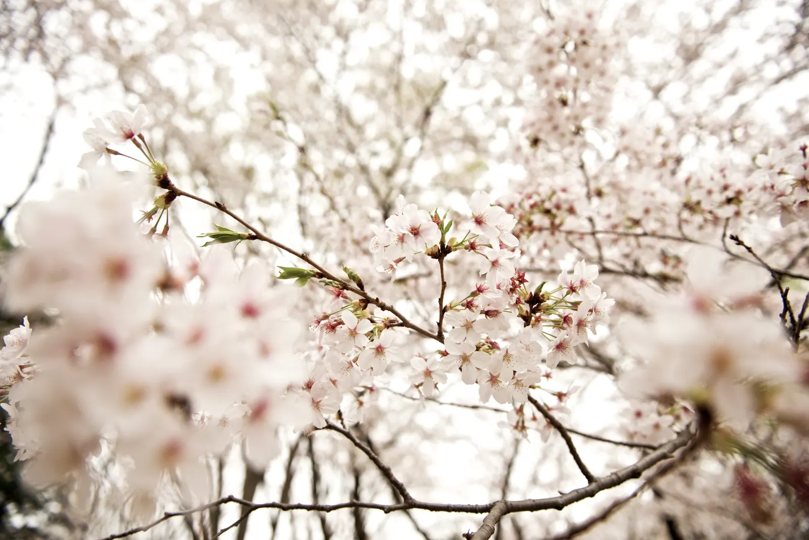 Sakura Japanese Cherry (Prunus Shimidsu 'Sakura') — Preferring full sun and moist, well-drained soil, it presents a stunning focal point; the Prunus serrulata