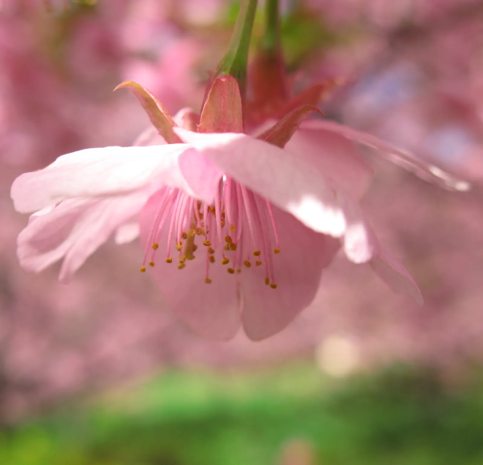 Sakura Japanese Cherry (Prunus Shimidsu 'Sakura') — renowned for its vibrant display of pink flowers in spring