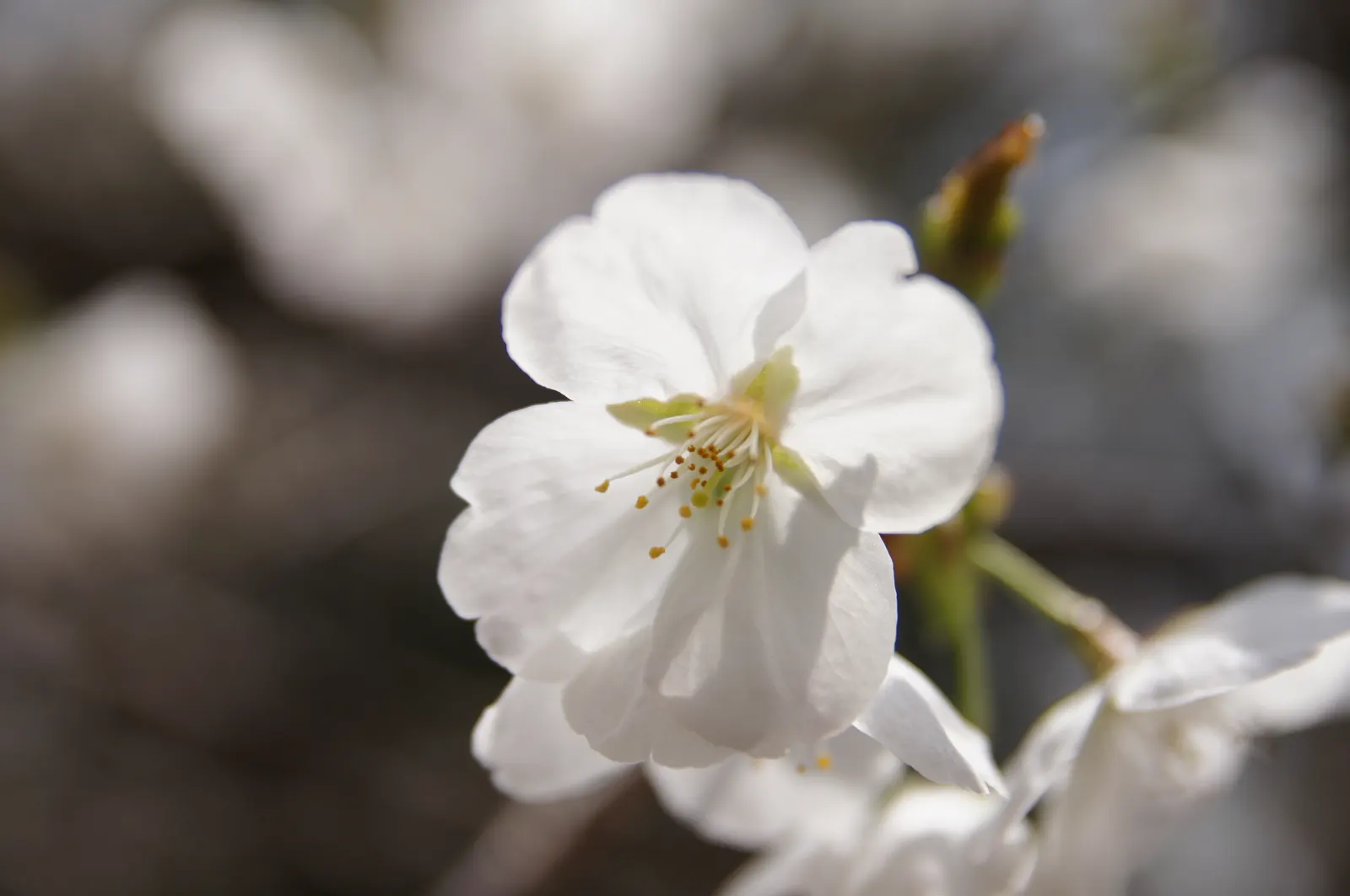 Sakura Japanese Cherry (Prunus Shimidsu 'Sakura') — this cherry variety is relatively hardy but requires maintenance to prevent common diseases; creating a