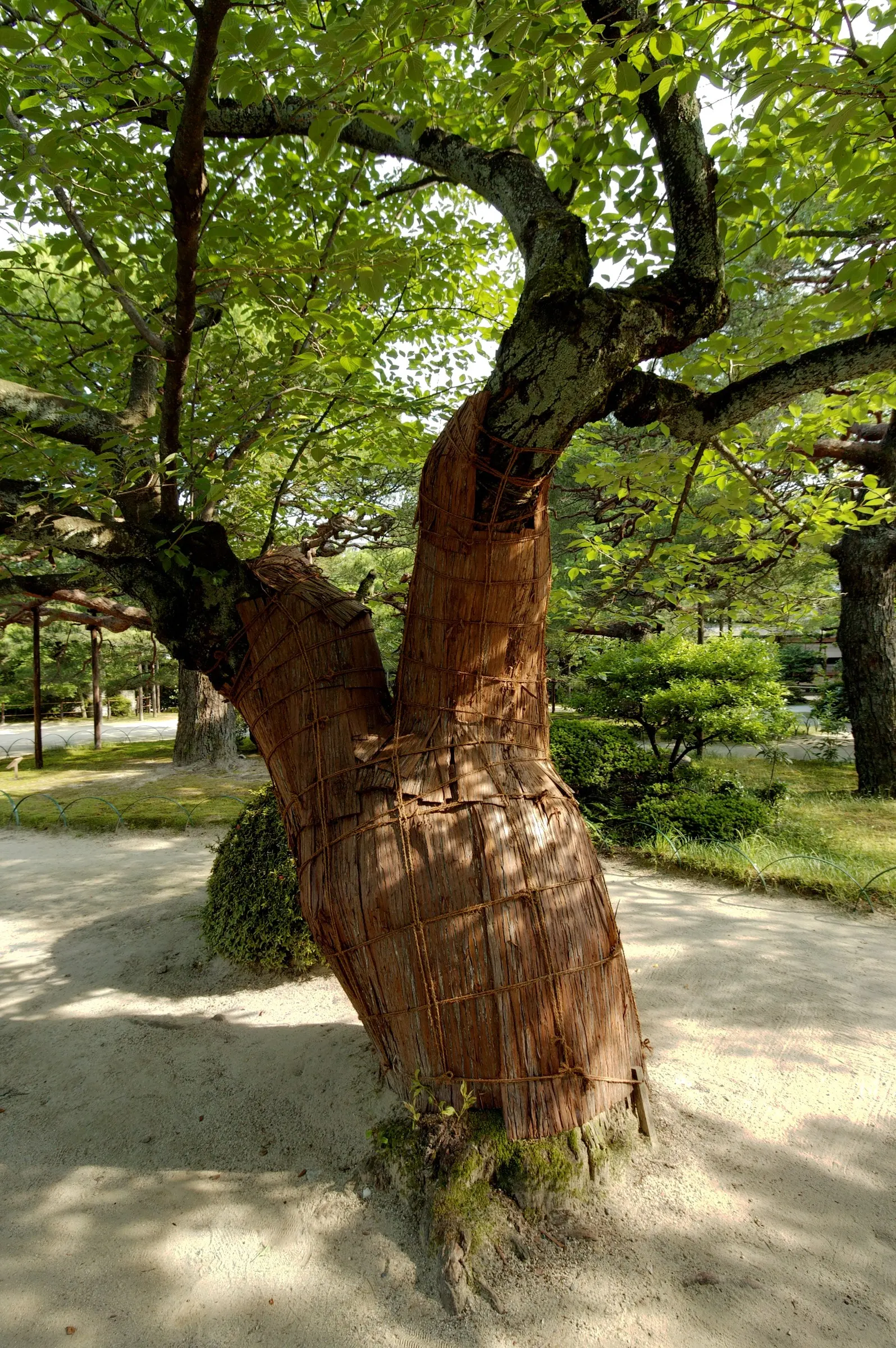 Sakura Japanese Cherry (Prunus Shimidsu 'Sakura') — commonly referred to as the Sakura Japanese Cherry; notable for its smooth bark and graceful branches