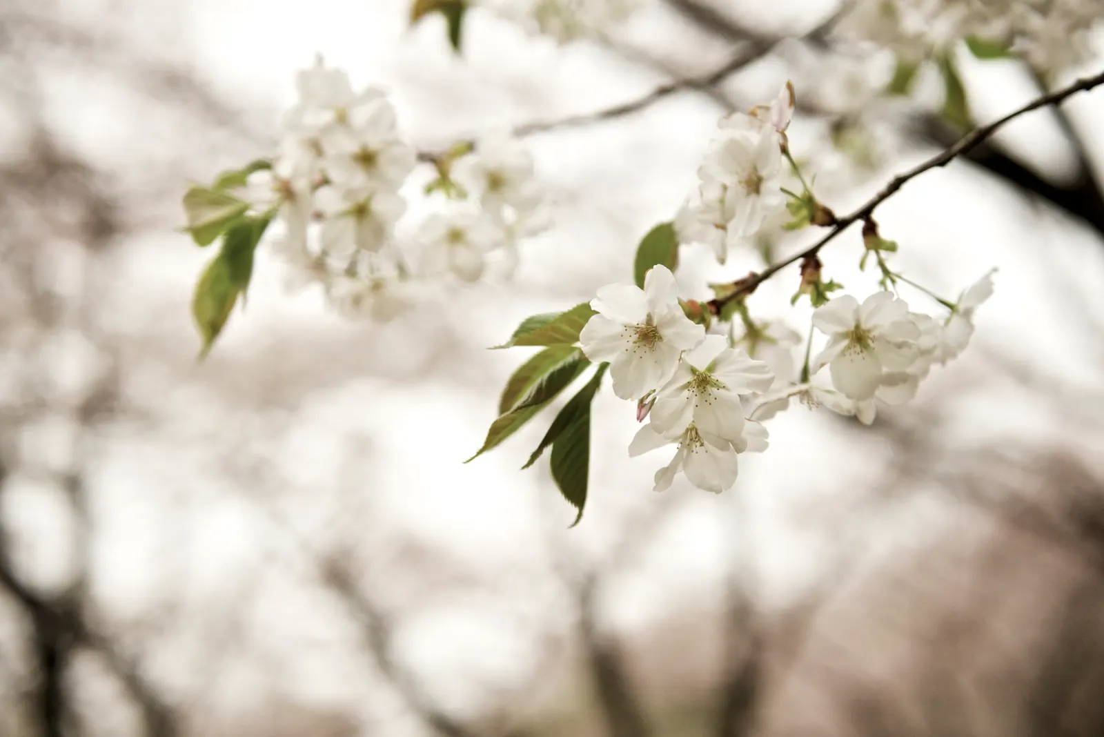 Sakura Japanese Cherry (Prunus Shimidsu 'Sakura') — making Sakura a tree with multi-seasonal interest; is a deciduous tree reaching up to 25 feet tall with a