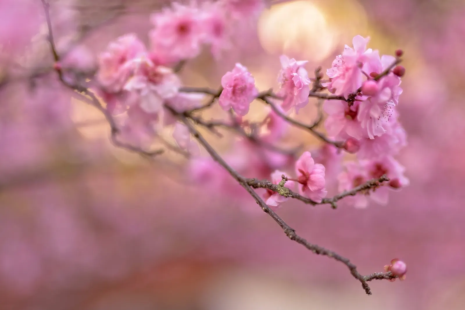 Sakura Japanese Cherry (Prunus Shimidsu 'Sakura') — this tree will be an enduring feature; and transitions to vibrant yellow