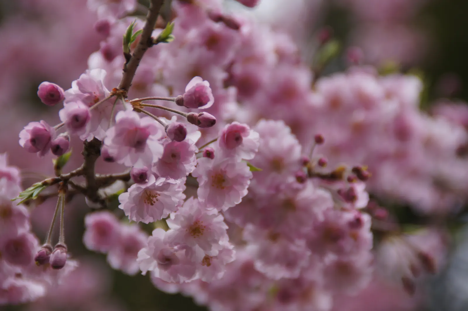 Sakura Japanese Cherry (Prunus Shimidsu 'Sakura') — renowned for its vibrant display of pink flowers in spring; offering a canopy that provides dappled shade