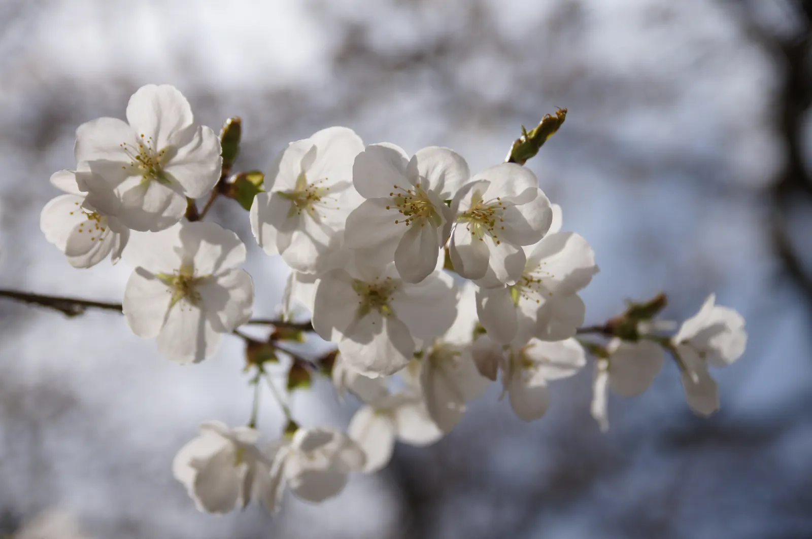 Sakura Japanese Cherry (Prunus Shimidsu 'Sakura') — then matures to a dark green in summer; flowering before the emergence of leaves