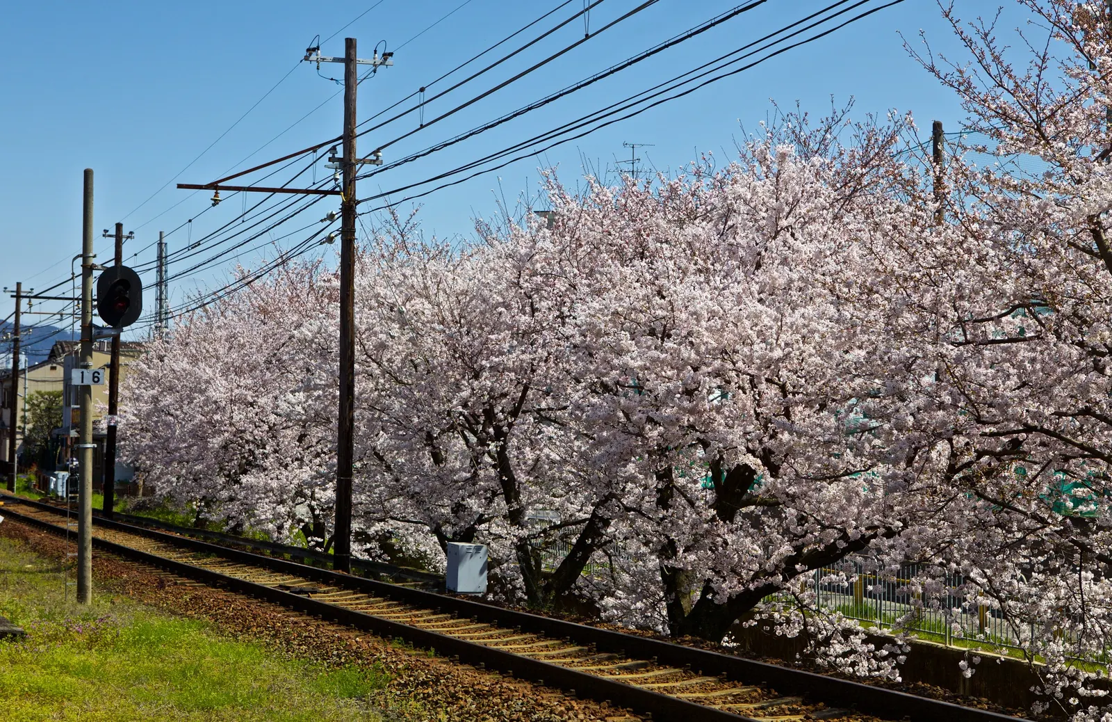 Sakura Japanese Cherry (Prunus Shimidsu 'Sakura') — renowned for its vibrant display of pink flowers in spring; offering a canopy that provides, image 50