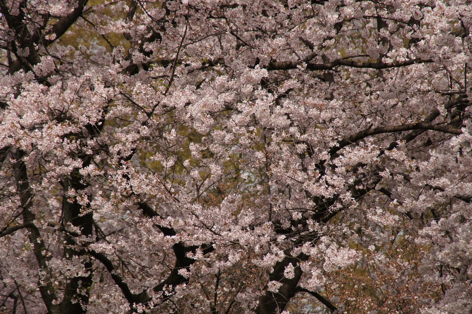 Sakura Japanese Cherry (Prunus Shimidsu 'Sakura') — tree with pink and white blooms; the blossoms are roughly 1 inch in diameter and can completely envelop the