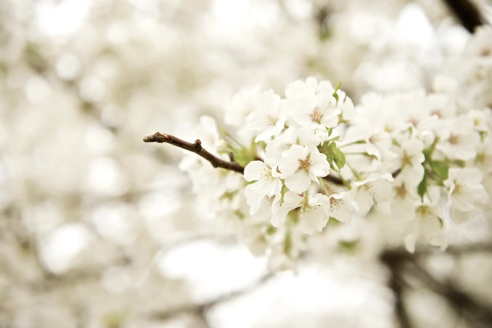 Sakura Japanese Cherry (Prunus Shimidsu 'Sakura') — Notable for its smooth bark and graceful branches