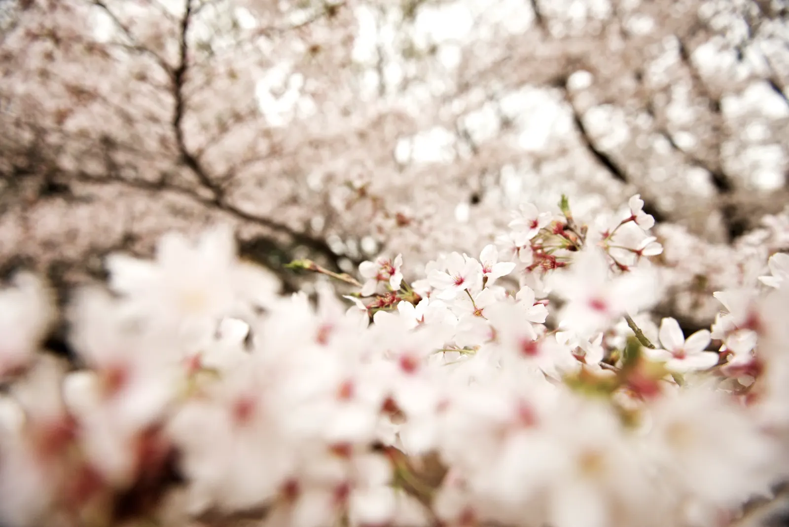 Sakura Japanese Cherry (Prunus Shimidsu 'Sakura') — is an ornamental tree that serves as a keystone species in many landscape designs; which may vary in hues