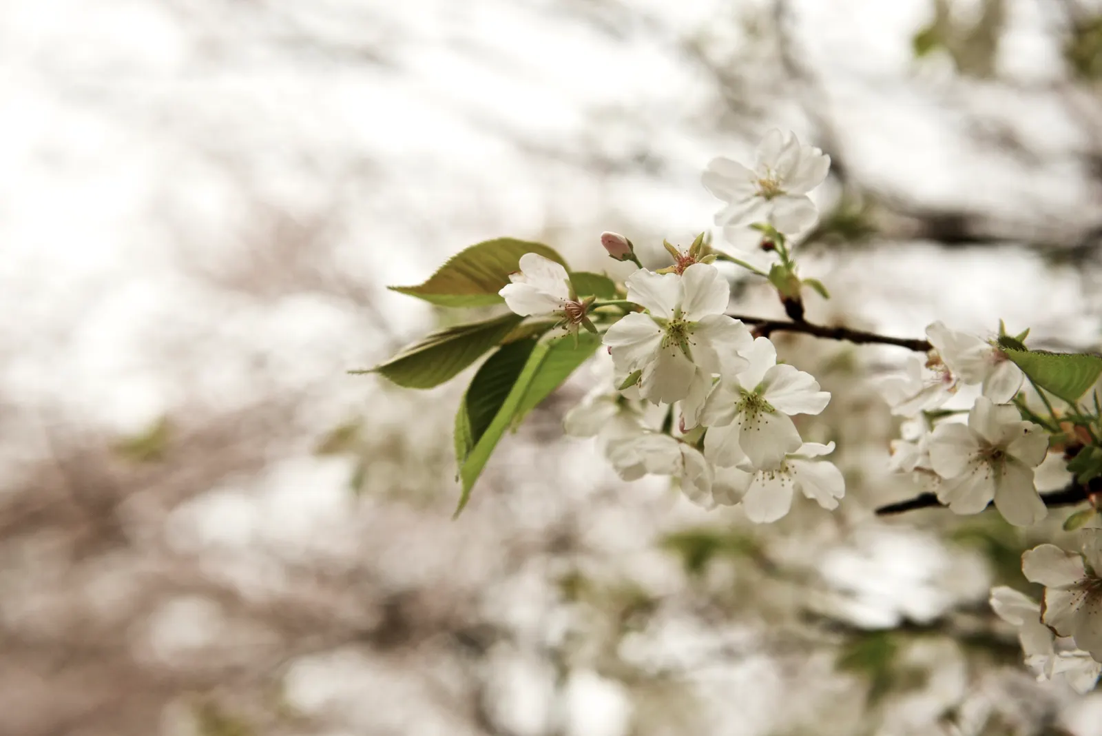 Sakura Japanese Cherry (Prunus Shimidsu 'Sakura') — Ideal for temperate zones; pink and white flowers in the garden