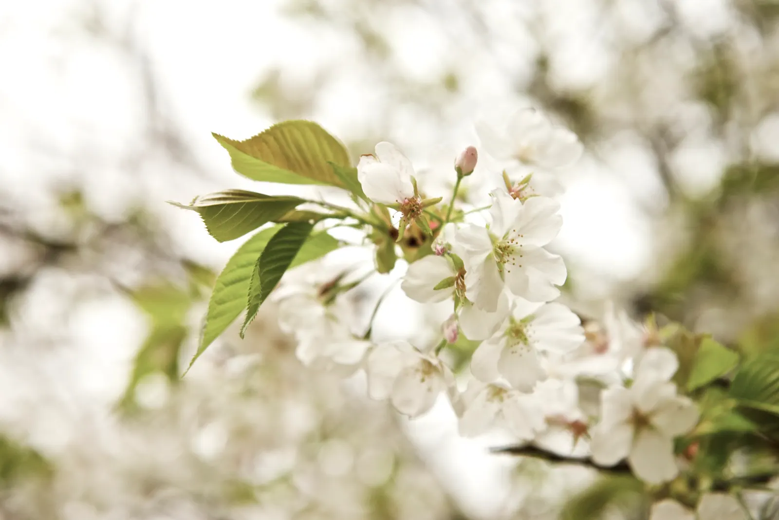 Sakura Japanese Cherry (Prunus Shimidsu 'Sakura') — commonly referred to as the Sakura Japanese Cherry