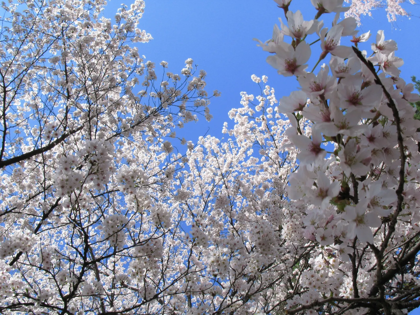 Sakura Japanese Cherry (Prunus Shimidsu 'Sakura') — offering a canopy that provides dappled shade; renowned for its vibrant display of pink flowers in spring