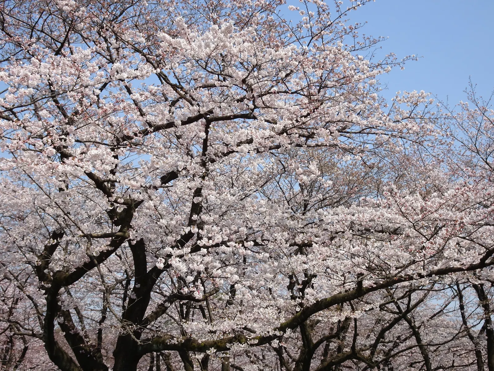 Sakura Japanese Cherry (Prunus Shimidsu 'Sakura') — The Prunus serrulata 'Sakura'; preferring full sun and moist, well-drained soil, it presents a, image 49