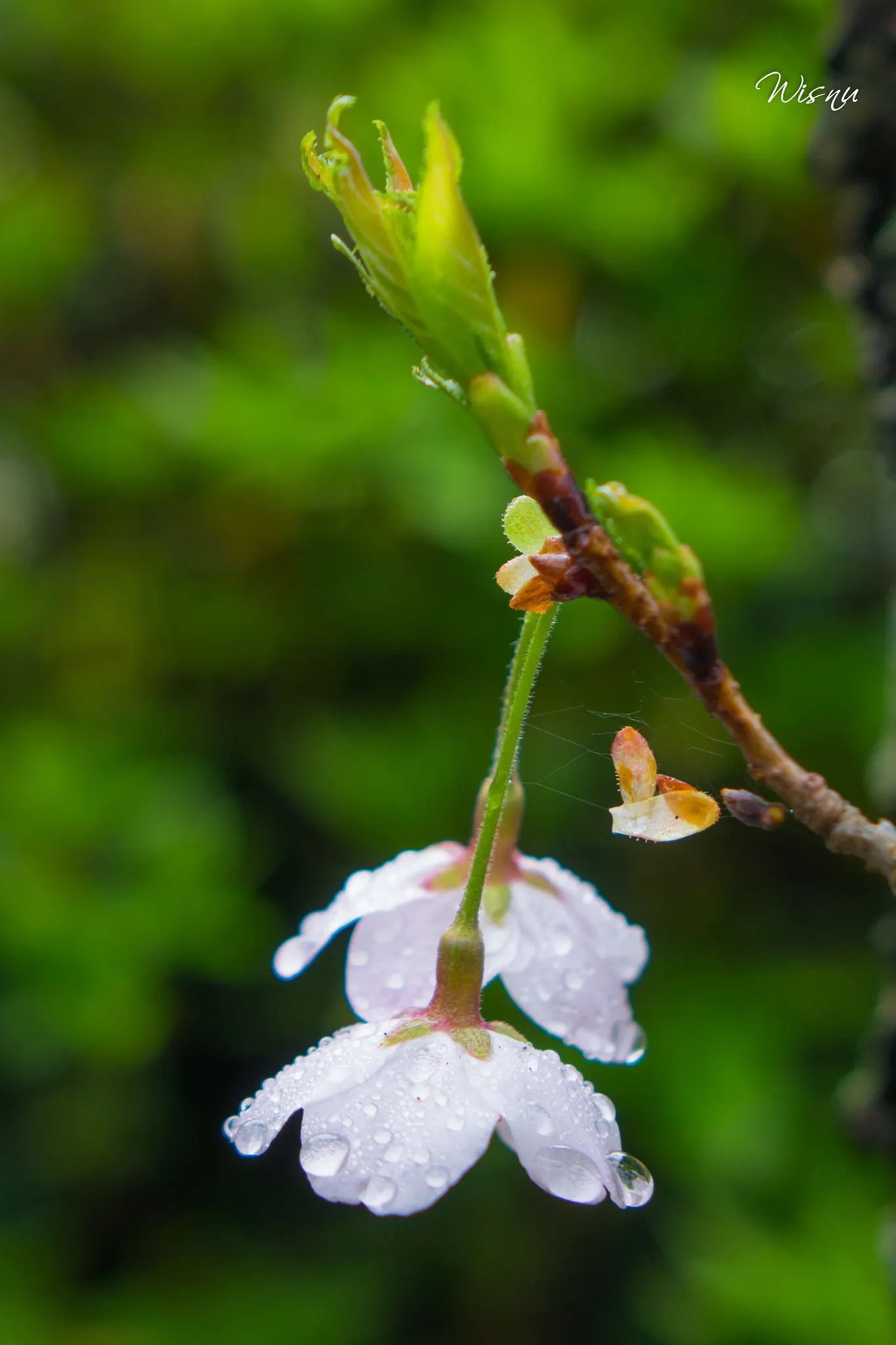 Sakura Japanese Cherry (Prunus Shimidsu 'Sakura') — Notable for its smooth bark and graceful branches; commonly referred to as the Sakura Japanese Cherry