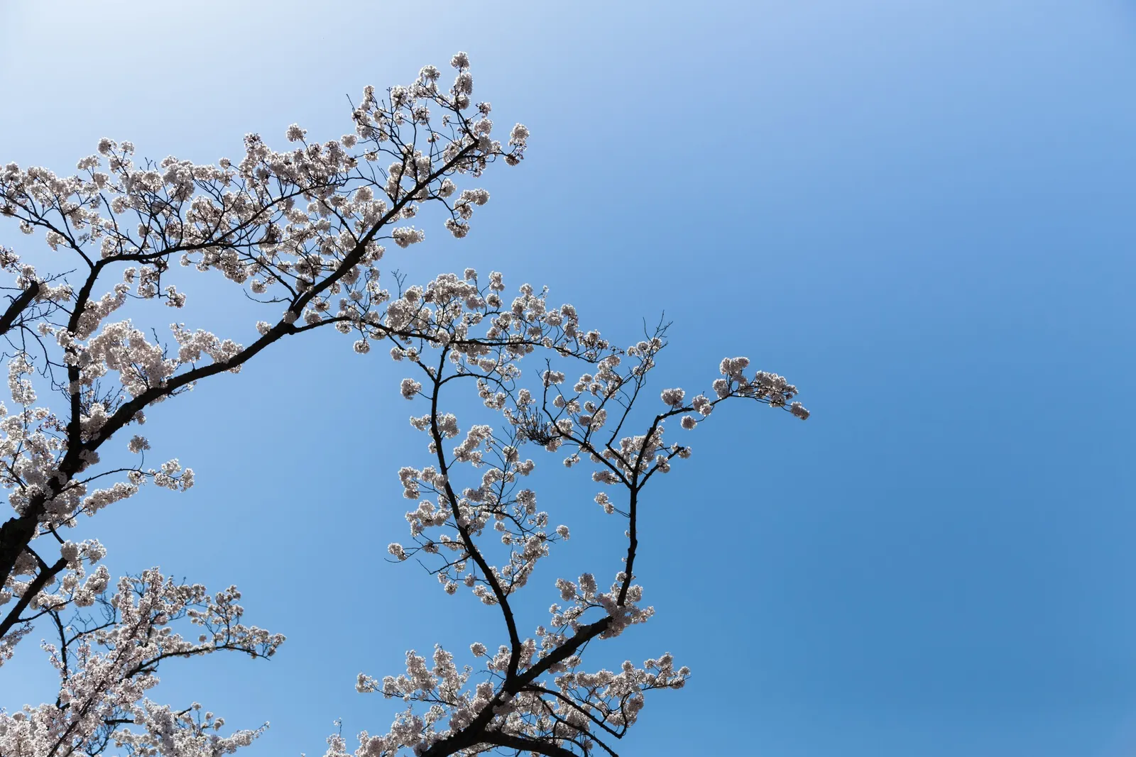Sakura Japanese Cherry (Prunus Shimidsu 'Sakura') — tree for full; providing a stunning visual and immersive sensory experience in any landscape