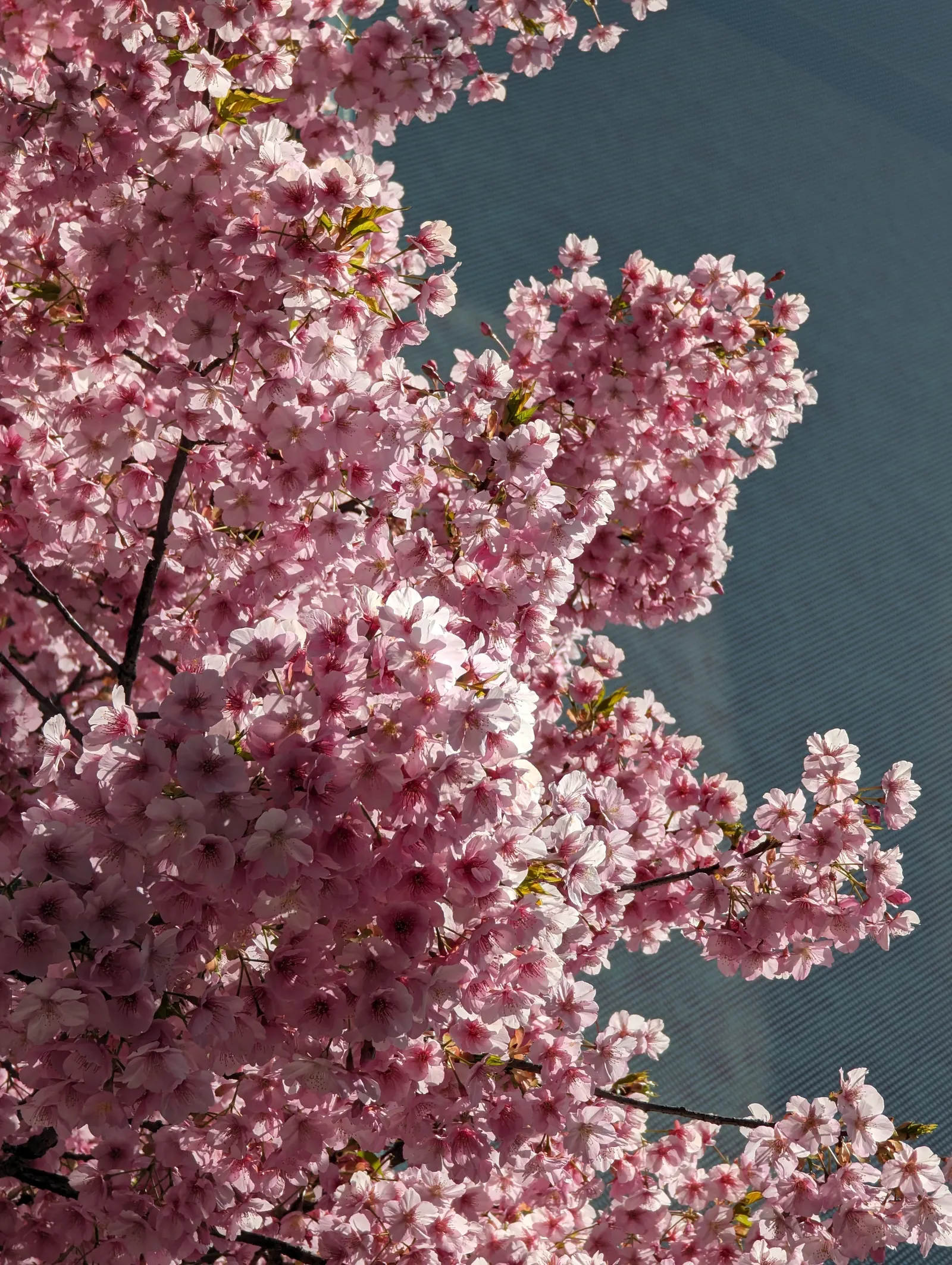 Sakura Japanese Cherry (Prunus Shimidsu 'Sakura') — The blossoms are roughly 1 inch in diameter and can completely envelop the branches; tree with pink and