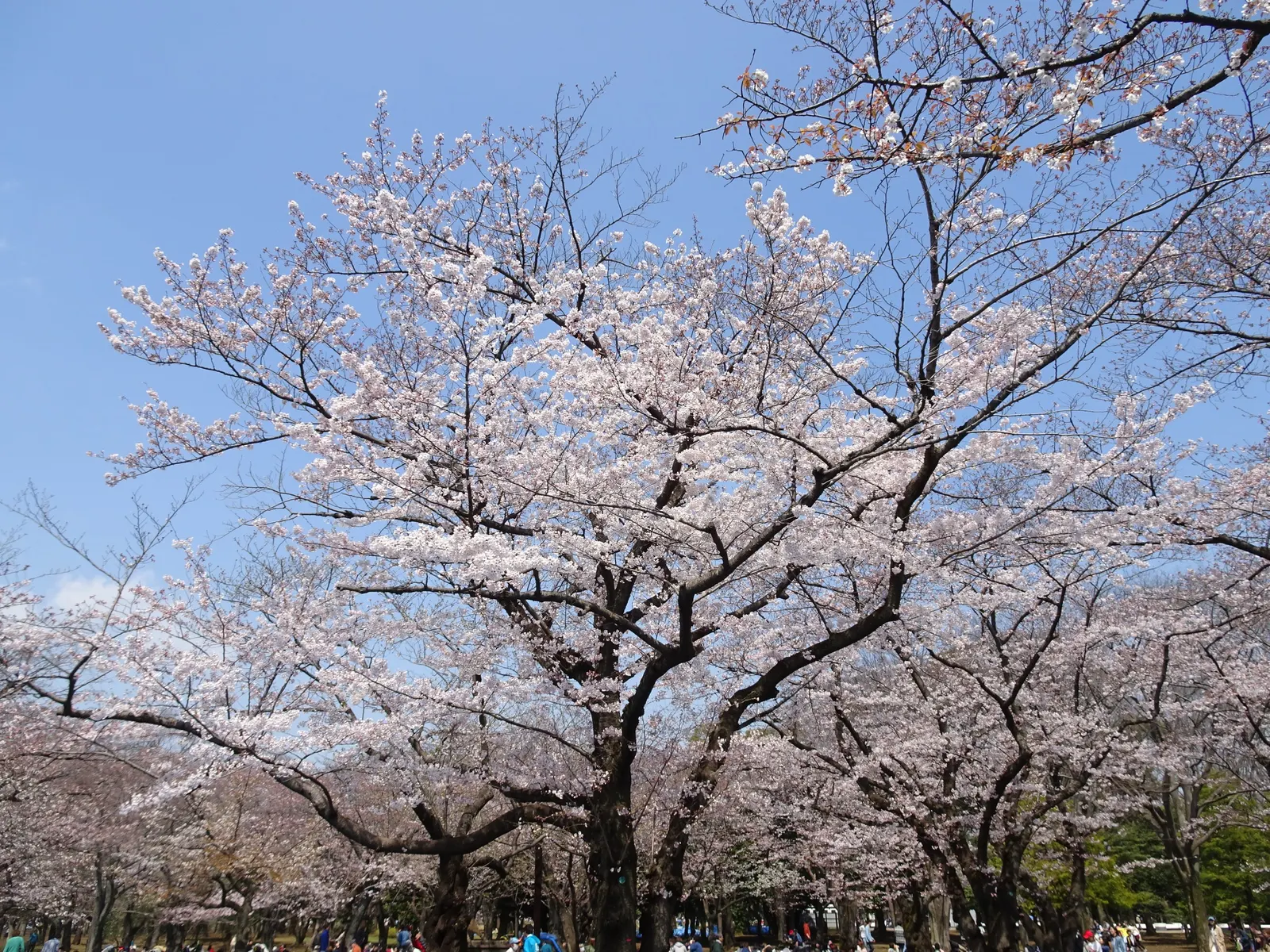 Sakura Japanese Cherry (Prunus Shimidsu 'Sakura') — is a deciduous tree reaching up to 25 feet tall with a spread of 20 feet; making Sakura a tree with