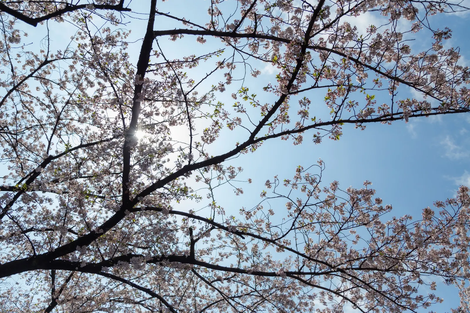 Sakura Japanese Cherry (Prunus Shimidsu 'Sakura') — flowering before the emergence of leaves