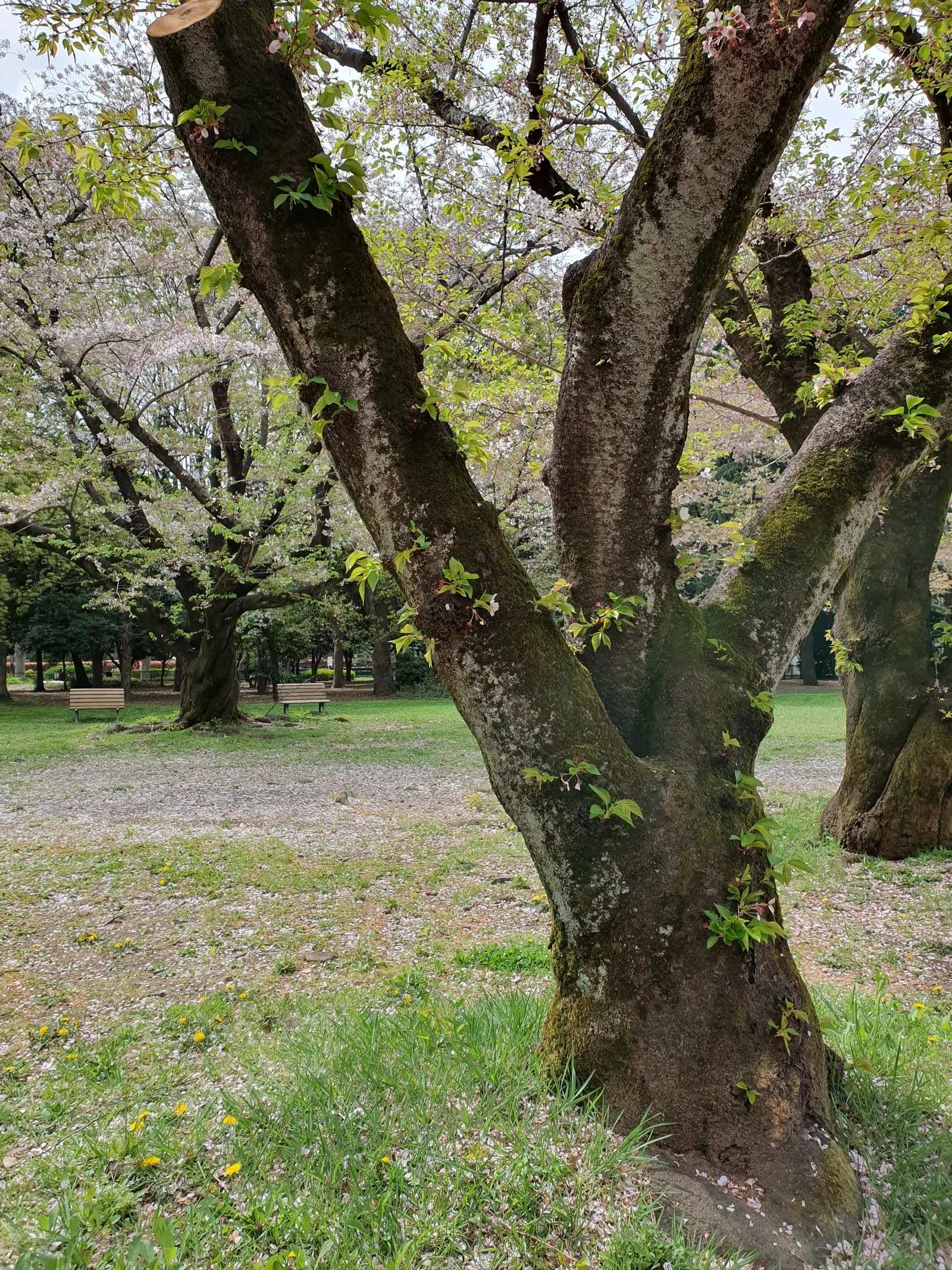 Sakura Japanese Cherry (Prunus Shimidsu 'Sakura') — offering a canopy that provides dappled shade