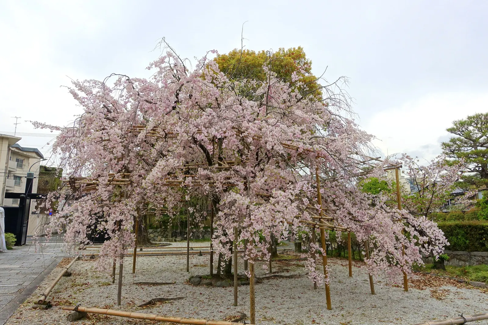Sakura Japanese Cherry (Prunus Shimidsu 'Sakura') — Revered for its breathtaking spring blooms