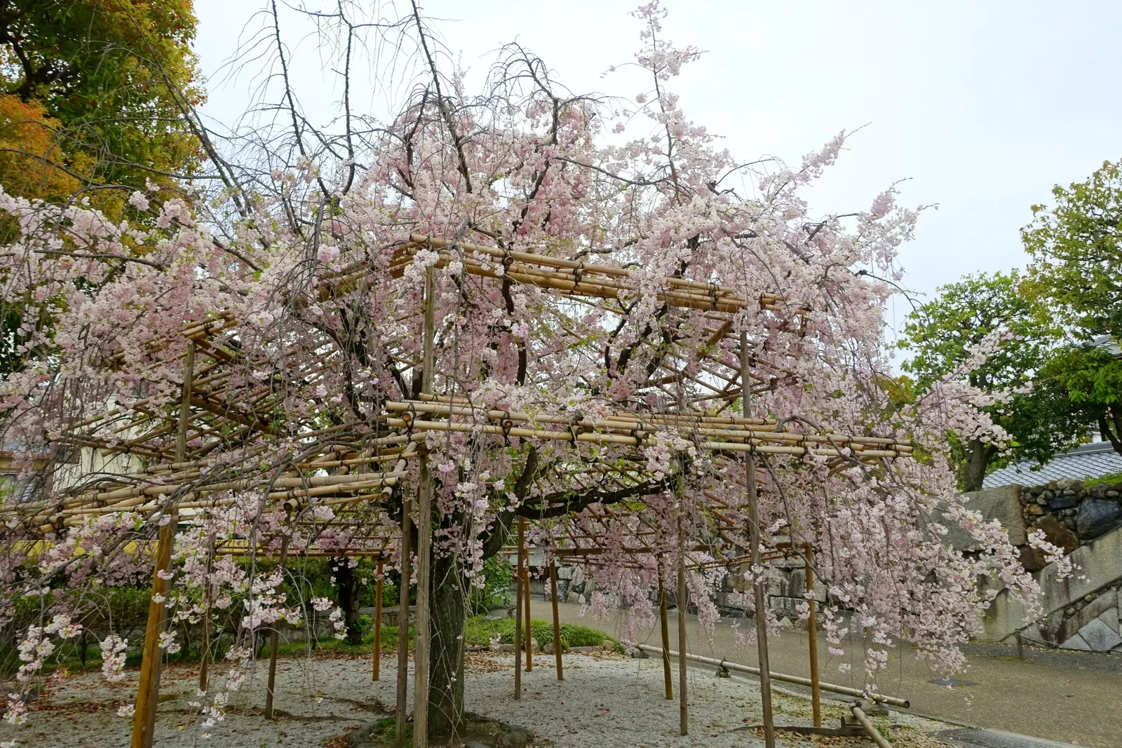 Sakura Japanese Cherry (Prunus Shimidsu 'Sakura') — then matures to a dark green in summer