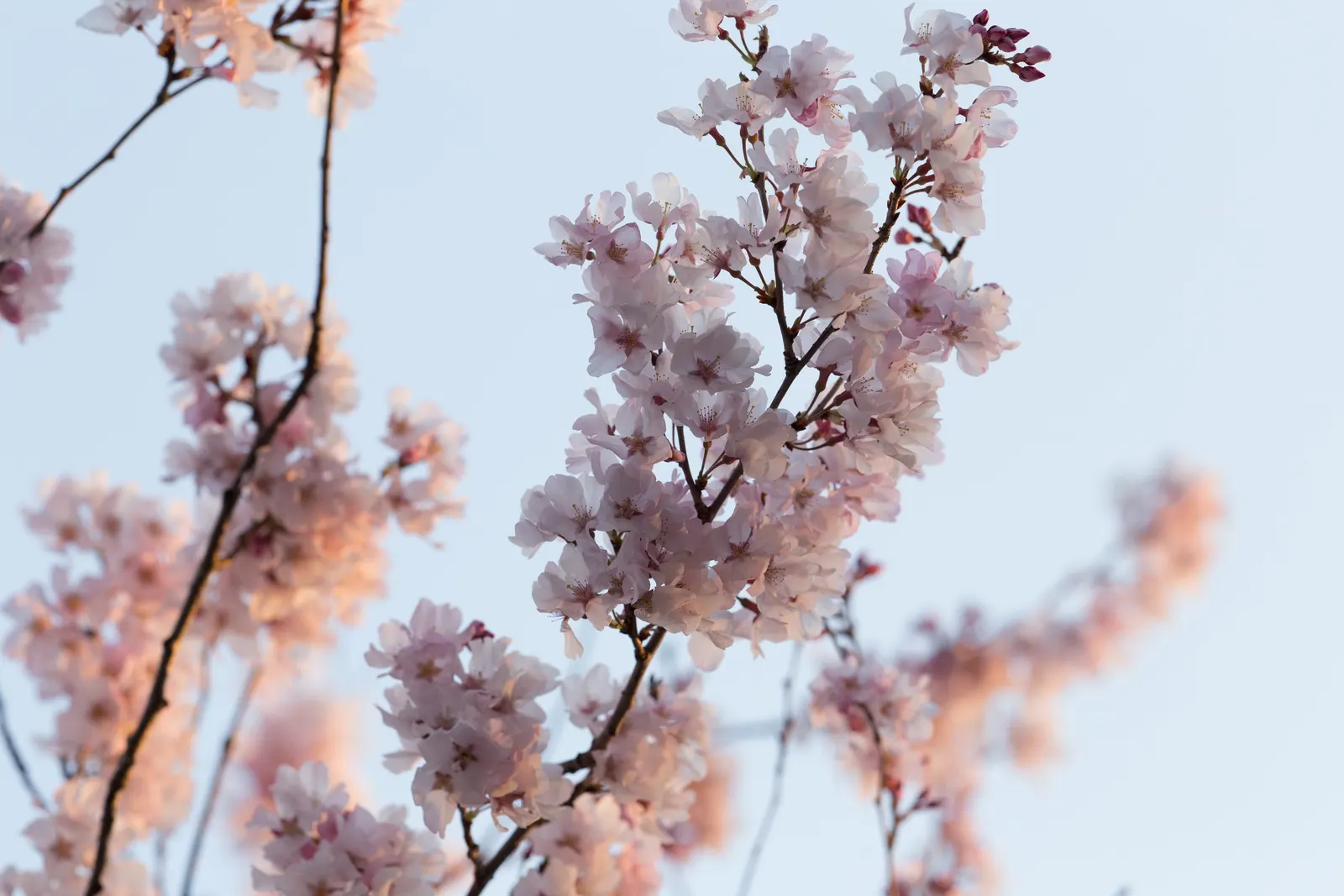 Sakura Japanese Cherry (Prunus Shimidsu 'Sakura') — Regular watering during dry periods, mulching, and annual pruning to maintain shape and health are