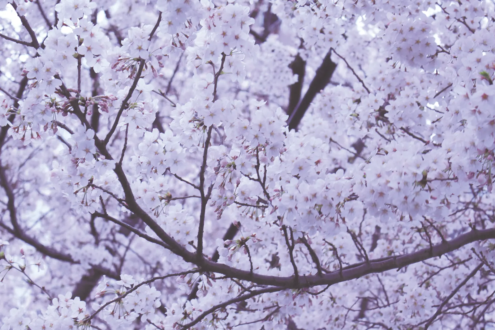 Sakura Japanese Cherry (Prunus Shimidsu 'Sakura') — Revered for its breathtaking spring blooms; regular watering during dry periods, mulching, and annual